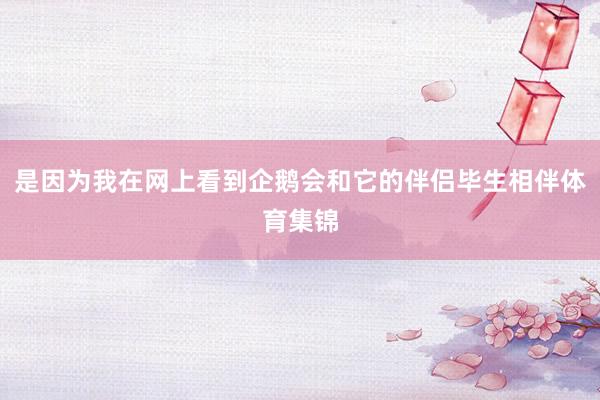 是因为我在网上看到企鹅会和它的伴侣毕生相伴体育集锦